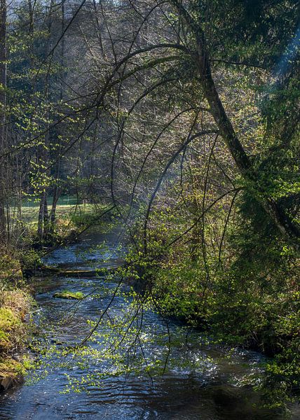 Waldbach im Morgenlicht | Hafenlohr von Flatfield
