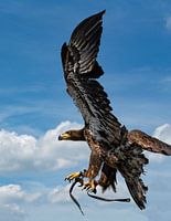 Adler im Flug