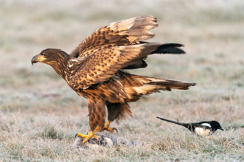 Weißkopfseeadler auf totem Dachs von Bob de Bruin