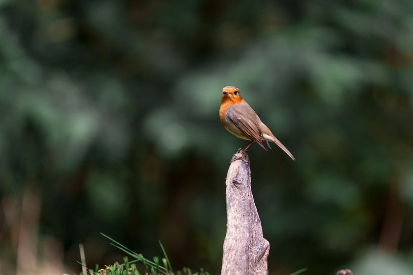 Robin on a branch by Jolanda Aalbers