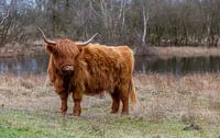 closeup van een galloway highland rund in de duinen van oostvoorne