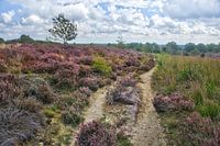 Heidelandschaft auf dem Sallandse Grat