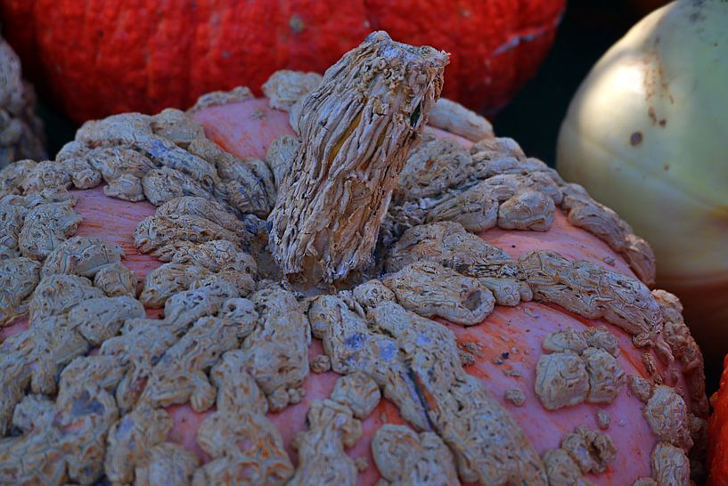 Citrouille marinée par Edgar Schermaul