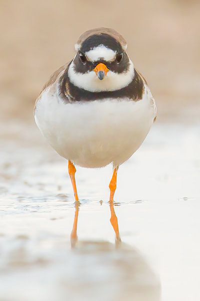 Elsterregenpfeifer von Kris Hermans