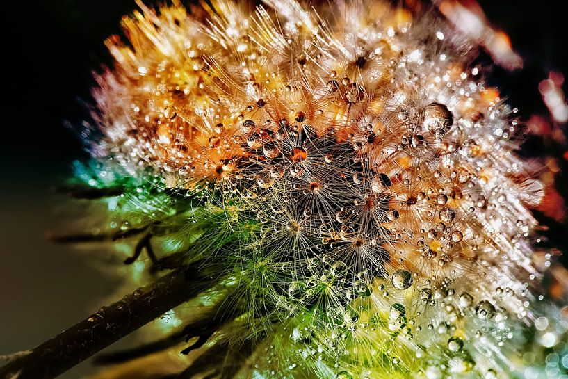 Löwenzahn mit Tropfen und vielen Farben von Digital Design