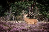 Red deer