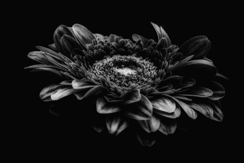 Gerbera black and white  by Angela Wouters