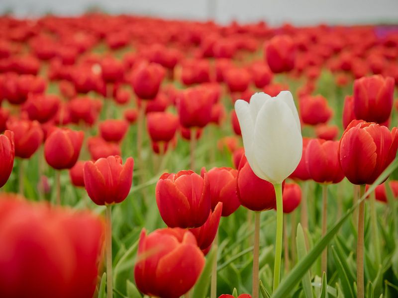 Rotes Tulpenfeld von Martijn Tilroe