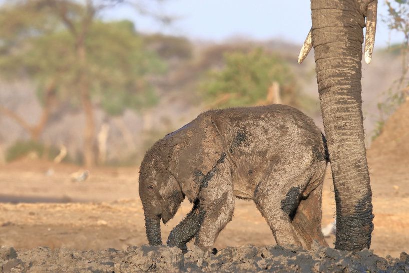Elephant calf by Petervanderlecq