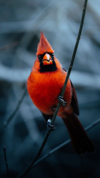 Mysterious Red Cardinal. van JMV nature photography
