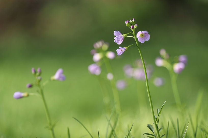 Wiesen-Schaumkraut, Cardamine pratensis von Imladris Images