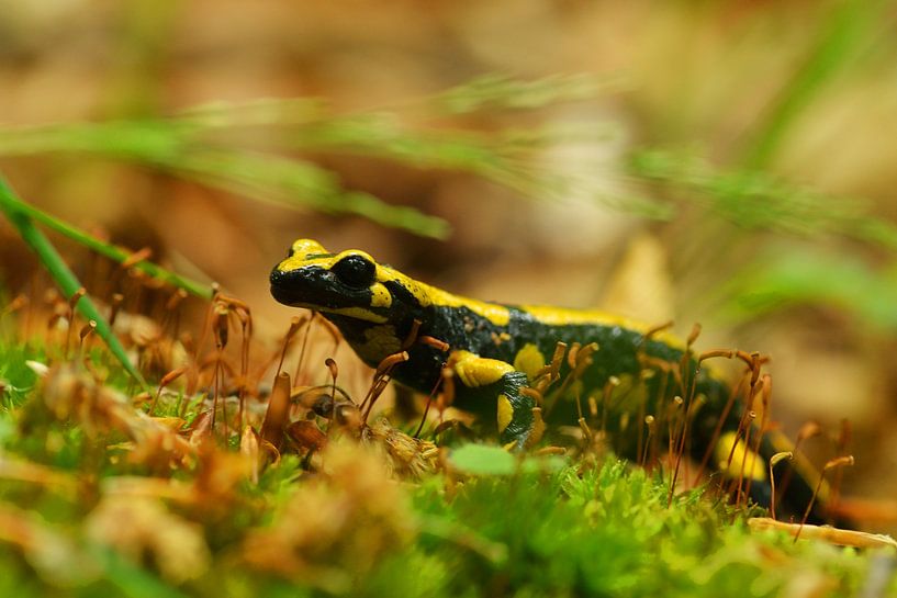 Salamandre tachetée par Karin Jähne