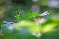 Können Sie als selbstverständlich angesehen werden?