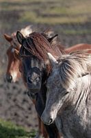 Isländische Pferde