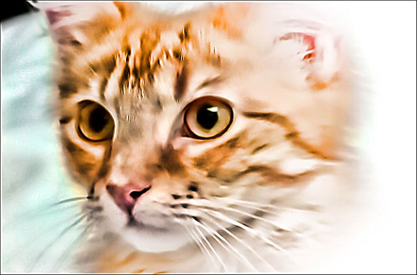 Katzenkind von Margitta Frischat