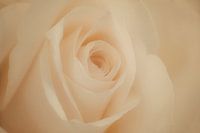 Rose in close-up - a work of art in itself