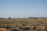 Rest in the Fields - Southern French landscapes