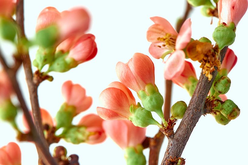 Rosa Blüte von Jenco van Zalk