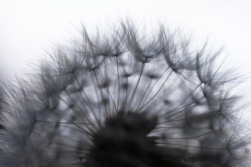 Fruit of a dandelion with silhouette of fluff against light background by Henk Vrieselaar