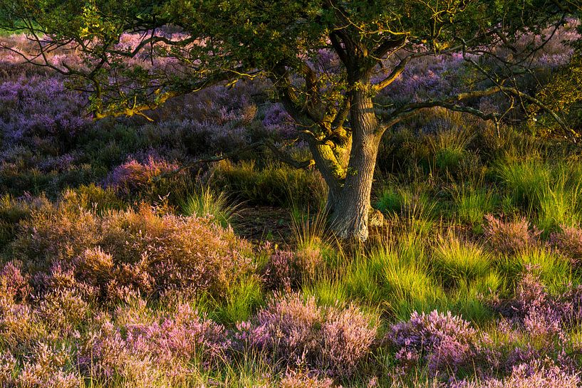 Heideland von Luuk Belgers