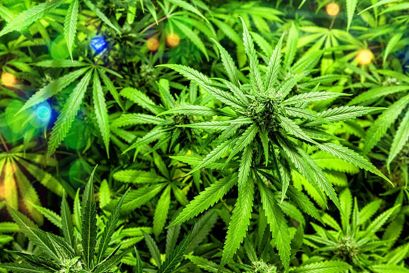 Cannabis by Tilo Grellmann