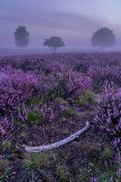The three trees in the heather