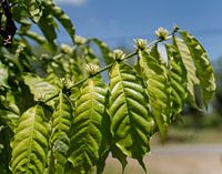 Coffee plant in bloom - Java, Indonesia