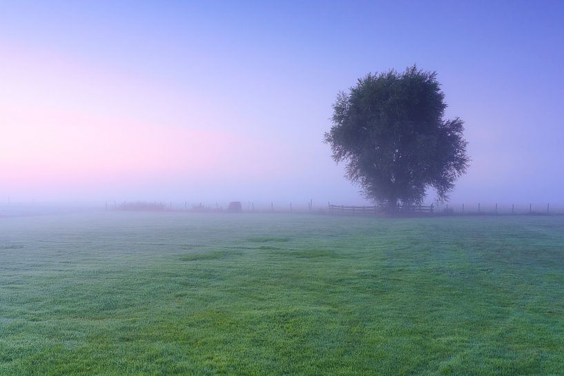 Prairie et arbre brumeux par Björn van den Berg