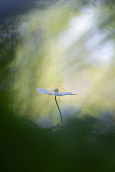Anémone des bois : fleur de printemps enchanteresse par Moetwil en van Dijk - Fotografie