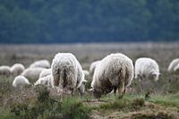 Moutons sur la lande de Ginkel