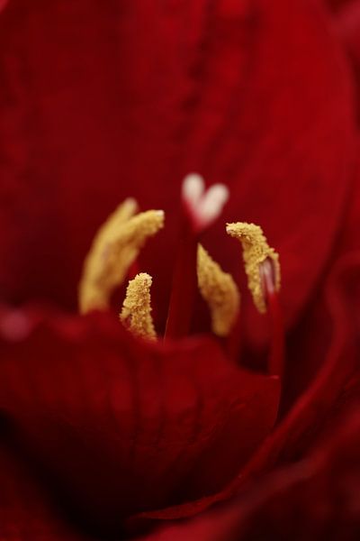 Alles Gute zum Valentinstag von Daniëlle Eibrink Jansen