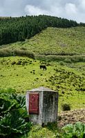 Collines verdoyantes et âmes en repos : Açores