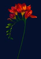 Moyze Stately - Freesia