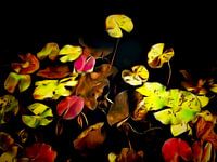 Feuilles de nénuphar -lily pads