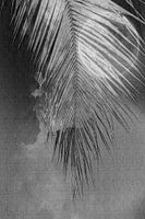 palmenblatt und Mond