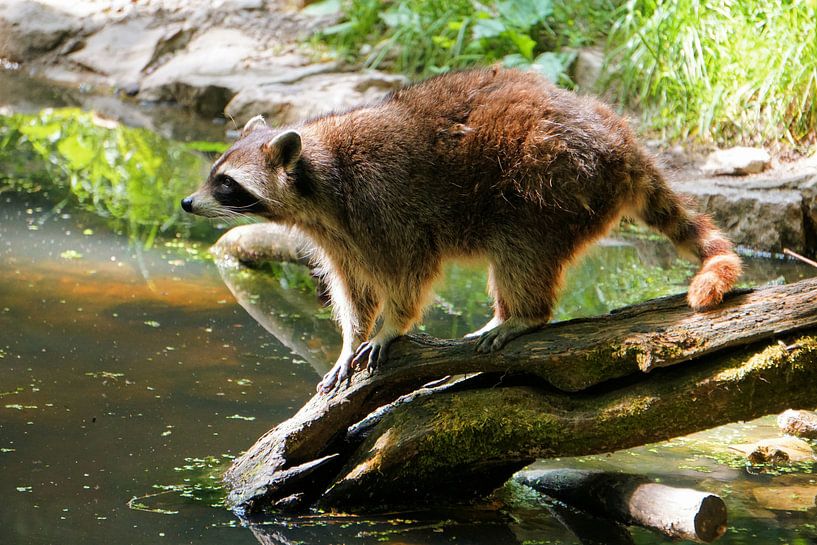 Raccoon by Toni Stauche
