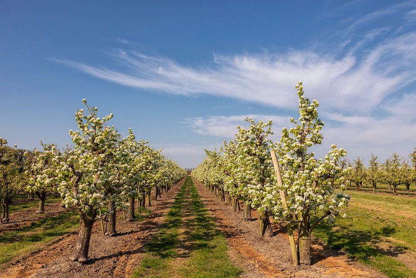 Orchard with spring blossom, blue sky and veil clouds by Bram van Broekhoven