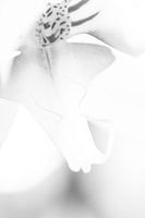 Schmetterlingsorchidee in Schwarz-Weiß