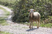 sheep in turkey
