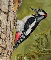 Great spotted woodpecker in tree