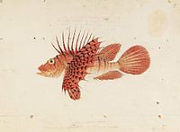 Pterois lunulata Temminck et Schlegel, Kawahara Keiga