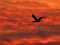 Spoonbill at sunrise