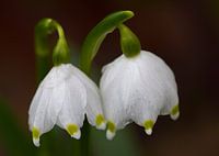 Blüten vom Märzenbecher