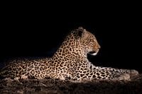 Leopard in der Nacht