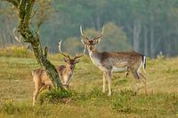 Two Male Deer Look On