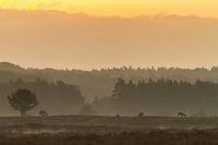 Einige Rothirsche grasen bei Sonnenaufgang