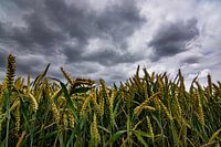 Getreidefeld mit bedrohlicher Luft