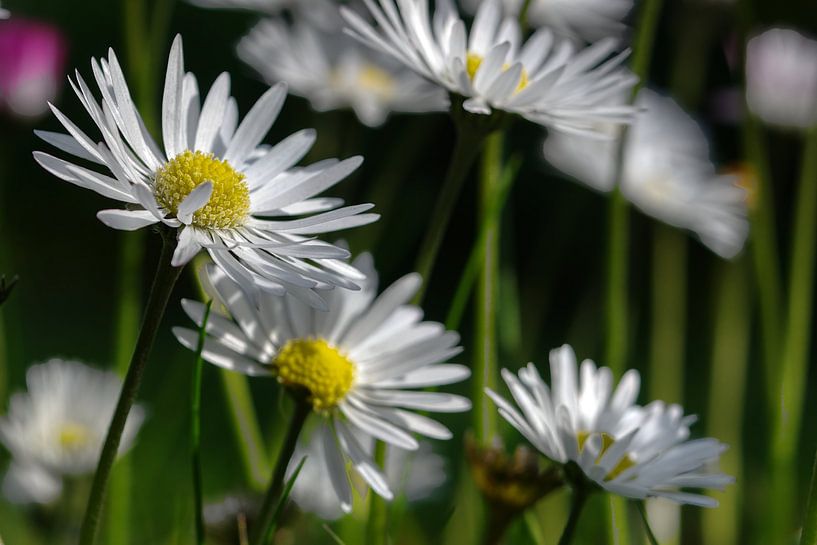 Daisie forest von Mike Bing