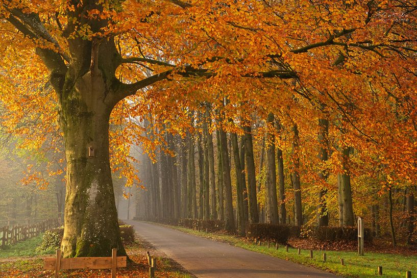 The artwork of Fall by Yen Do