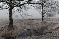 Hooglanders in de mist